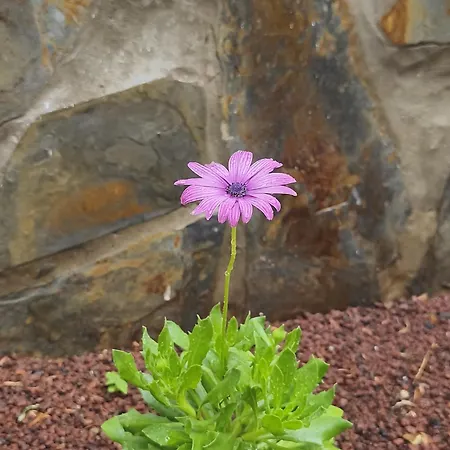 Hébergement de vacances Casa Teide *