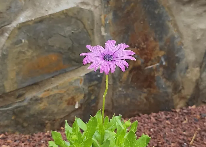 Дом отдыха Casa Teide *